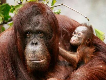 Orangotango con il suo cucciolo in grembo