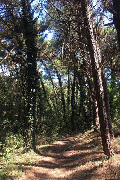 La Pineta di Porto Caleri