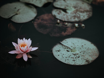 Al eliminar el odio, la ignorancia de nuestras vidas y liberándonos de cualquier tipo de apego, se puede lograr el fin al sufrimiento