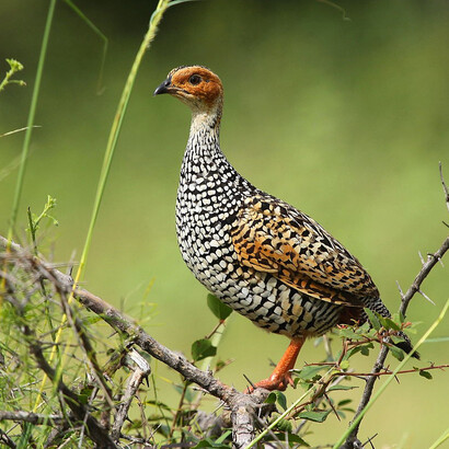 Painted Francolin © Udayan Rao Pawar