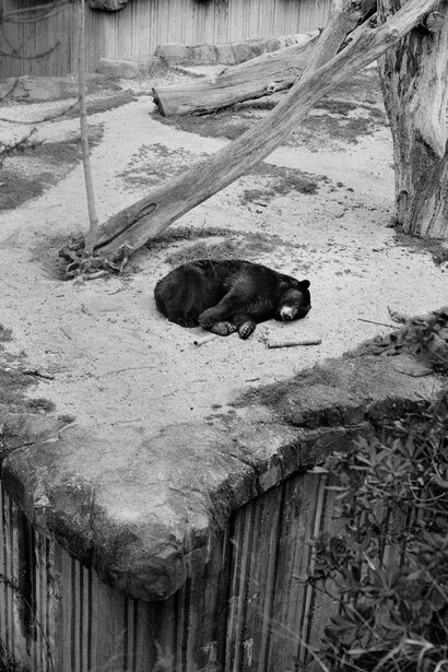 Estela de Castro, Zoocosis, 2017–2019. Avec l'aimable autorisation du Centre Pompidou de Malaga