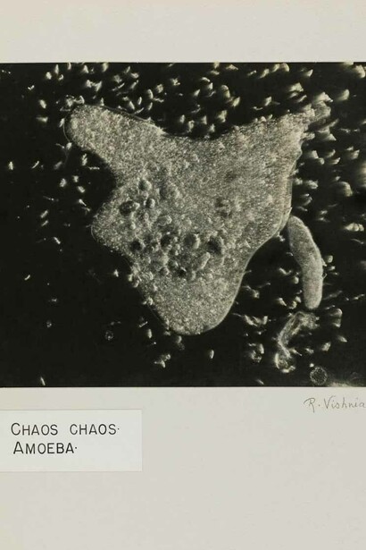 Roman Vishniac Chaos chaos amoeba, ca. 1951Digital ink jet print© Mara Vishniac Kohn