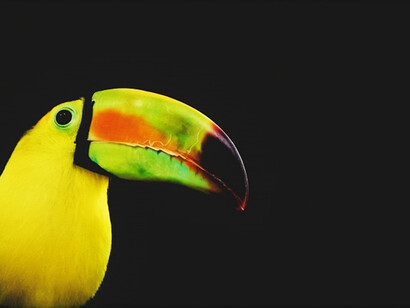 Exotic pet