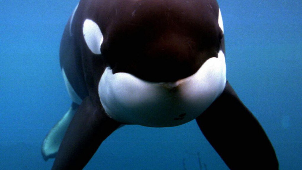 Península de Valdés, Argentina. Una orca nada bajo las aguas