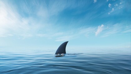 Gli squali sono considerati tra gli animali più feroci del pianeta nella fantasia della persona comune