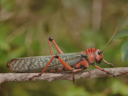 Chebebe, «Tropidacris cristata»