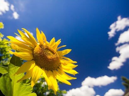 Girasole. Sole che abbracci ogni creatura  