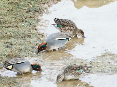 Teal flock in Eastern Section of Abberton Reservoir, England photo by Gehan de Silva Wijeyeratne
