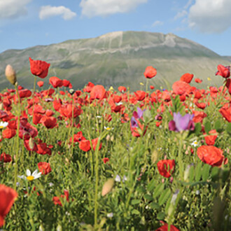 Umbria Green Festival 