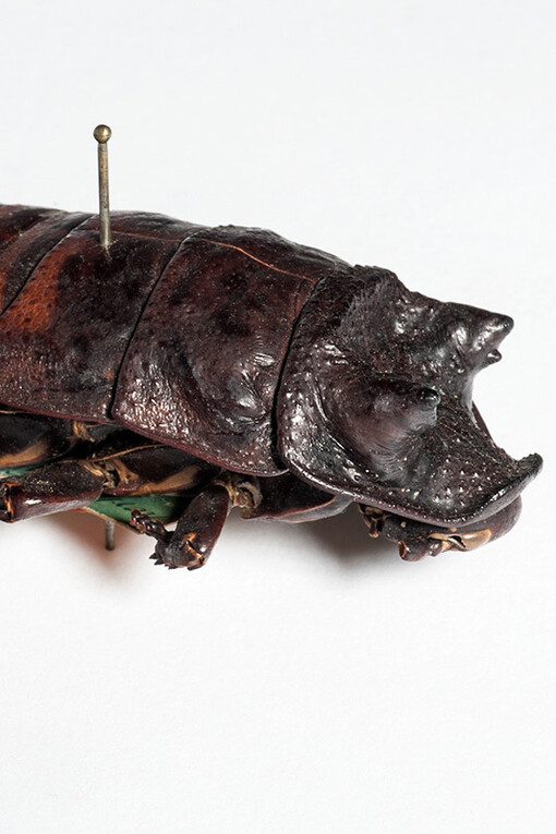 Hemimetabola. Courtesy of Museum für Naturkunde