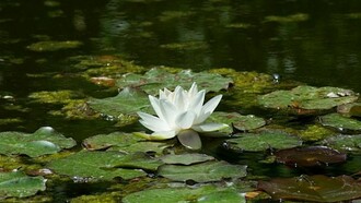 Nenuphar floating in one pond in Villa Lante