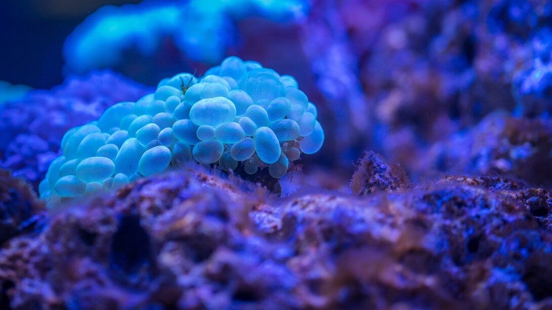 Corail à bulles bleu. Qu’est-ce que le vivant ? La question n’en finit pas d’être posée et reposée, tant par les philosophes, les biologistes que le commun des mortels