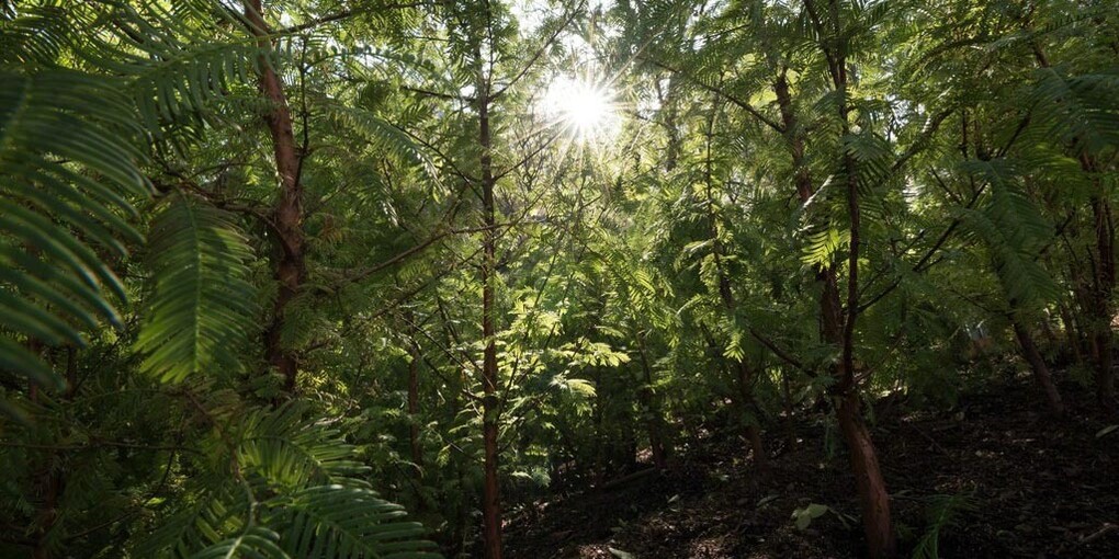 Spencer Finch: Lost Man Creek. Courtesy of Public Art Fund