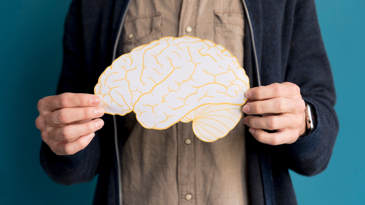 The five stages of human brain development | Meer