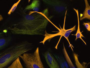 World of Life. Courtesy of California Science Center