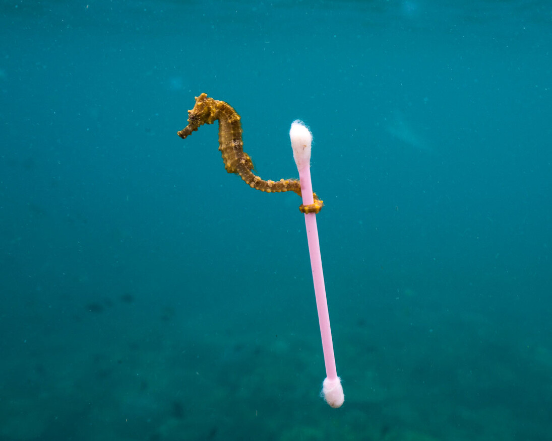 Wildlife Photographer of the Year. Courtesy of Royal BC Museum
