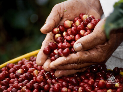 Granos de café