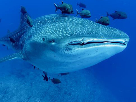 Nature’s Best Photography. Courtesy of Smithsonian's National Museum of Natural History
