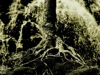 se le nostre radici sono sane e forti, il nostro albero è solido