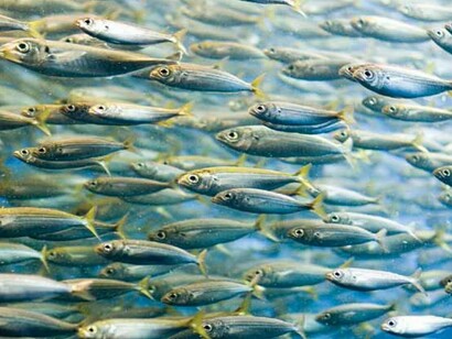 Sardinas en el mar