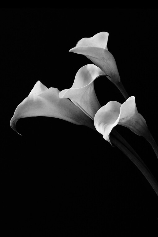Robert Mapplethorpe - da coleção "Flowers"