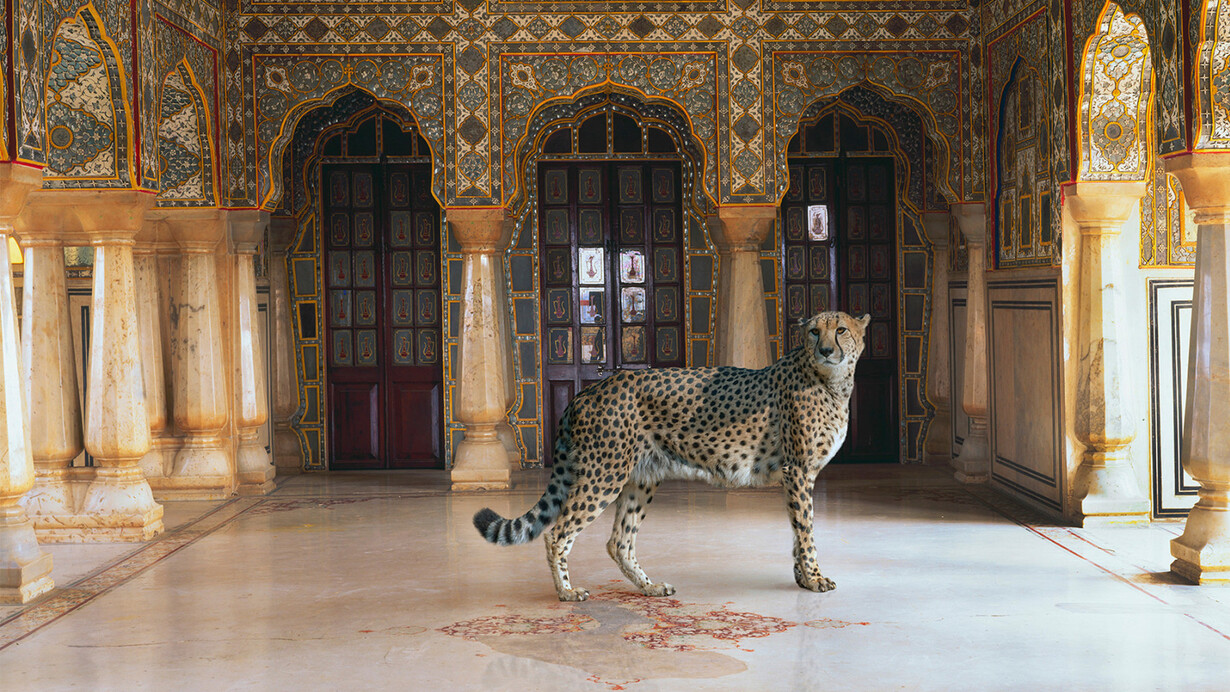 Karen Knorr, The return of the hunter, Chandra Mahal, Jaipur Palace, Jaipur, 2012. Courtesy of Sundaram Tagore Gallery