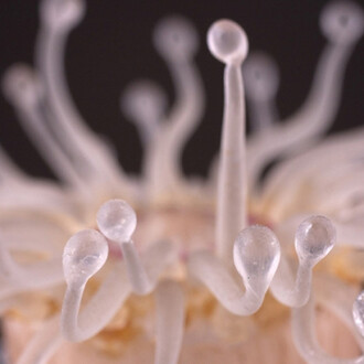 Sea Creatures in Glass. Courtesy of Harvard Museum of Natural History