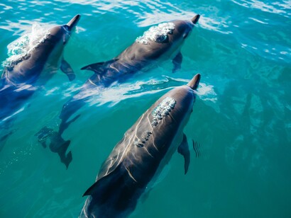 Tursiops australis