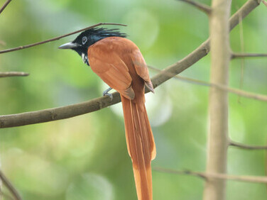 Asian Paradise Flycatcher ©  Gehan de Silva Wijeyeratne