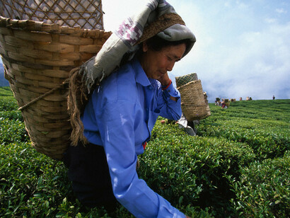Una raccoglitrice di tè nella Mist Valley 
