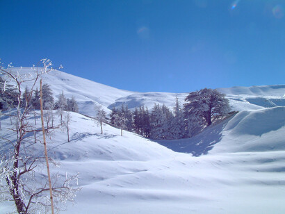 Cedars Valley