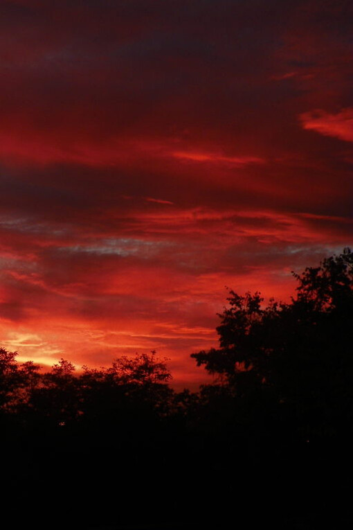 Bosque europeo original