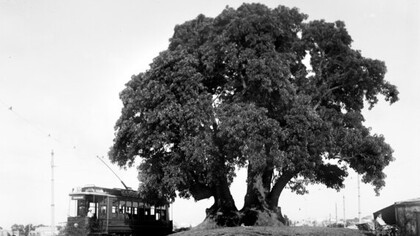 Ombú en la esquina de Bulevar España y la calle Luis de la Torre, Montevideo, Uruguay, 1913