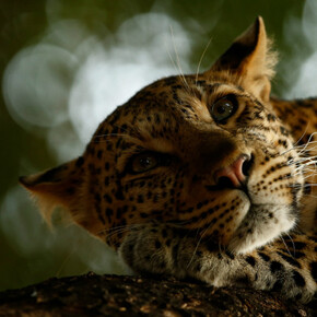 Wildlife Photographer of the Year. Courtesy of ANMM