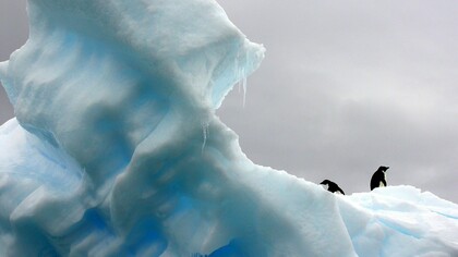 Pingüinos en el hielo
