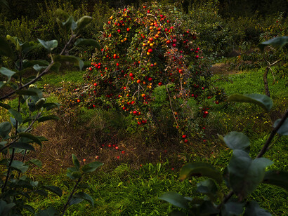 Cig Harvey, Apple Tree, Last Light (detail), Thomaston, Maine, 2021. © Cig Harvey, Courtesy Robert Mann Gallery
