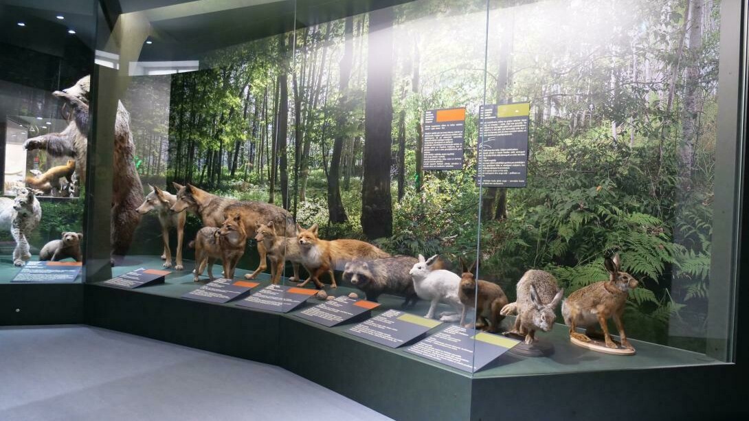 Mammals of Latvia, exhibition view. Courtesy of the Latvian National Museum of Natural History