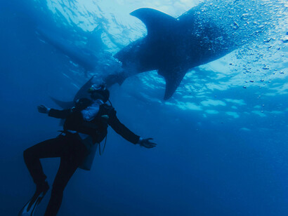 A scuba diver swims alongside stingrays in the Maldives