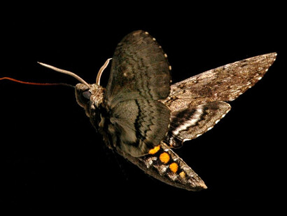 Luego las encuentro muertas, achicharradas por el calor