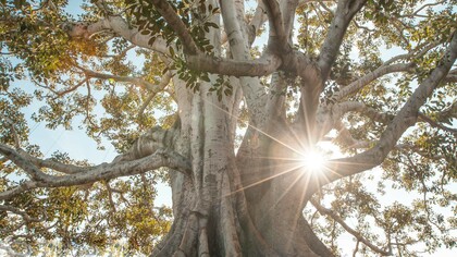 Not just with other animals, but with plants too, we can enter into these moments if we are open to them