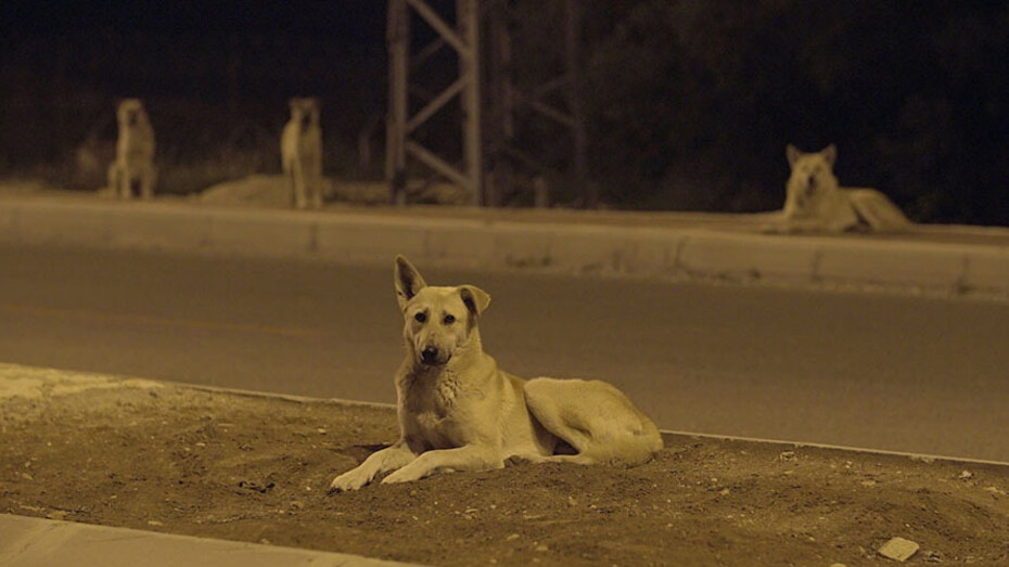 Cats and Dogs. Courtesy of Israel Museum