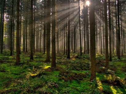 Frondosa zona vegetal