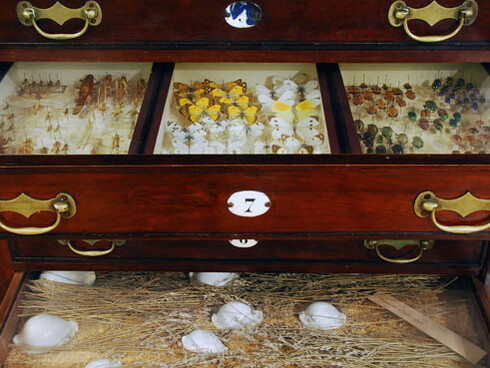 El Real Gabinete de Historia Natural. Courtesy of Museo Nacional de Ciencias Naturales