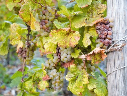 Noble rot Riesling in Wehlener Sonnenuhr, Germany