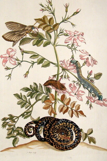 Maria Sibylla Merian. Insetti del Surinam, serpente e gelsomino