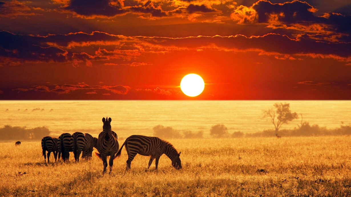 Rete energetico-alimentare - Sole, vegetali, erbivori