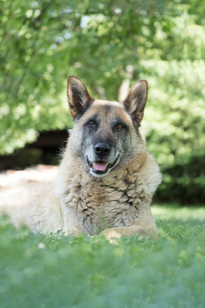 Los perros rescatados necesitan tiempo, rutina y un espacio propio para comenzar a sanar y descubrir que ya no están solos