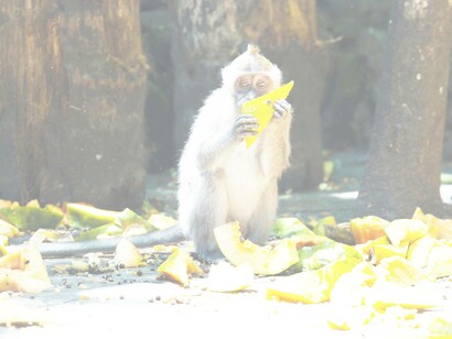 The last one at the dinner table, the bonnet macaque monkey