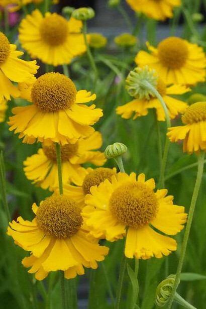 Helenium