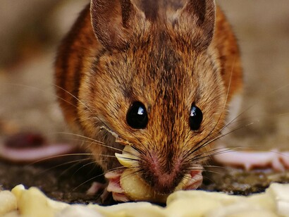 Esses animais excretam a bactéria na urina por longos períodos, mantendo-a viável no ambiente por semanas ou meses, dependendo das condições climáticas. Como os roedores são assintomáticos, métodos sorológicos podem ter baixa sensibilidade